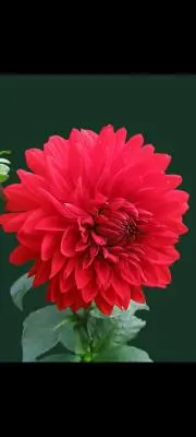 peshoo,,の画像
