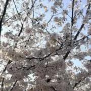 duckの画像