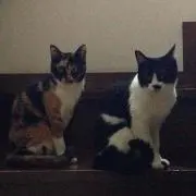 ハナチャビ