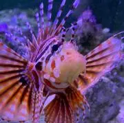 junの画像