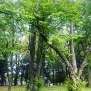ミミの画像