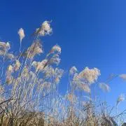 木子の画像