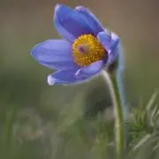藍色