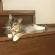 かめたんの画像