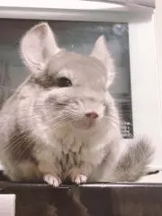 ふかの画像
