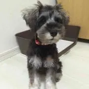 ぽんたの画像