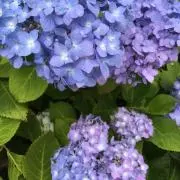 くうの画像