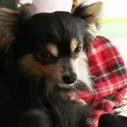 ちゃまめの画像