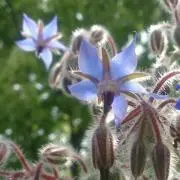 骨董 豆皿 木瓜形 菱形等 8種8枚 骨董 アンティーク 骨董 豆皿 木瓜形 菱形等 8種8枚 骨董 アンティーク - メルカリ