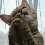 ぺぺっこの画像