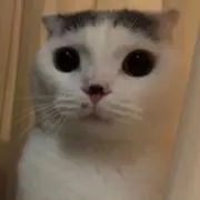 びーなすの画像
