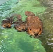 ビーバー‼︎※注意事項はプロフにての画像