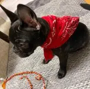 ホノカ