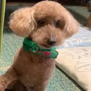 yurimoriの画像