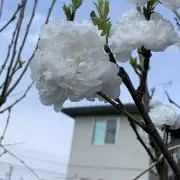 志