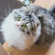 都の画像
