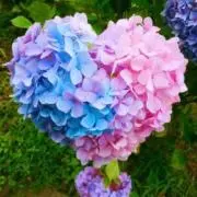 hydrangea＊の画像