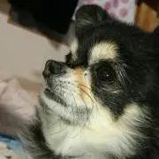おにけん