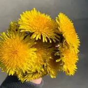 くまもん☆