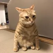 マサの画像