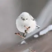 ナガノ