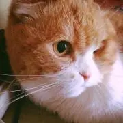 ＊花＊の画像