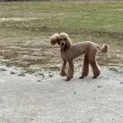 ツボユキ
