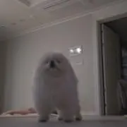 くろの画像