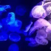 K e iの画像
