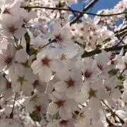 RE：の画像