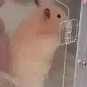 Haruの画像