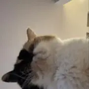 こうき