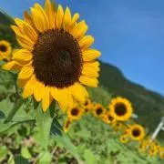 Lee