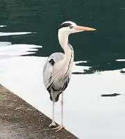 ゴジラ