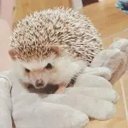 こんぶの画像