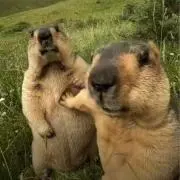 ふわの画像
