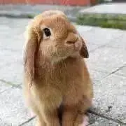 ☆即購入大歓迎☆こむぎちゃんshop☆の画像