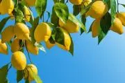 ✽まるもgarden✽〚プロフ必読〛の画像