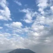 南国育ち
