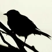 s181313の画像