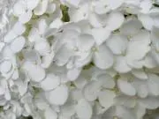whiteの画像