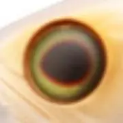 ルアの画像