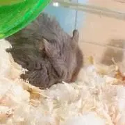なす