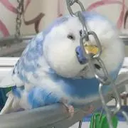 ちま