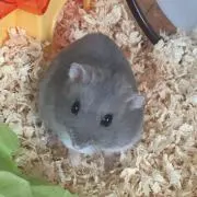 ムーミ