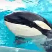 オルカ