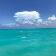 ナイスバーディー