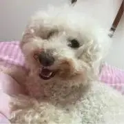 カッキーの画像