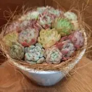 tama cacaの画像
