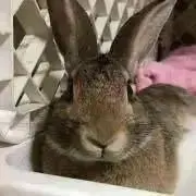 hanz※プロフ必読